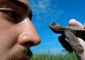 Pacific Sea Turtle Volunteer Project, Costa Rica