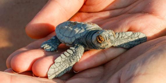Volunteer holding baby sea turtle