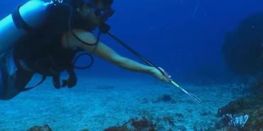 Volunteer catching lionfish in St Eustatius