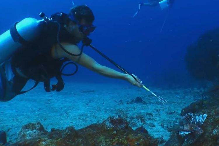 Volunteer catching lionfish in St Eustatius
