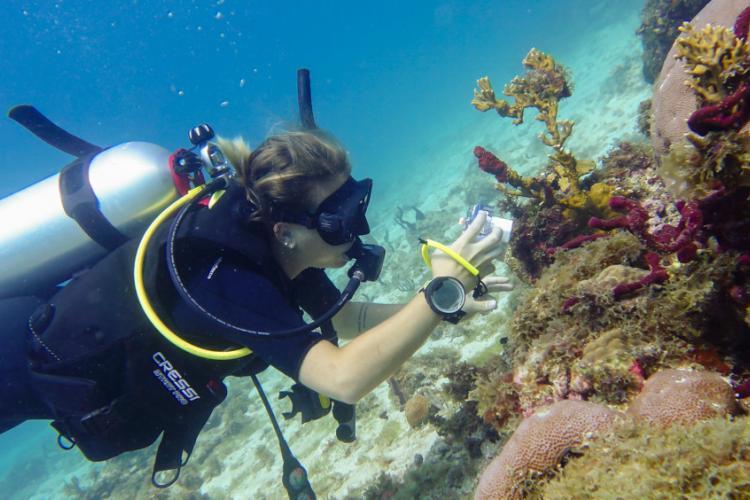Volunteer researching corals