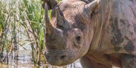 Volunteering with rhinos in South Africa