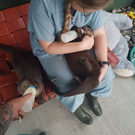Intern feeding river otters in Canada