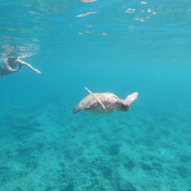 The World's Best Sea Turtle Volunteer Projects