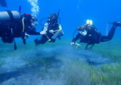 Tenerife Marine Biology Internship, Spain