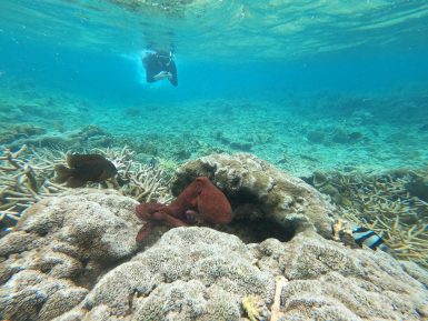 Coral reef volunteering