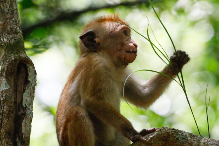 Brown baby monkey sitting in tree top on branch