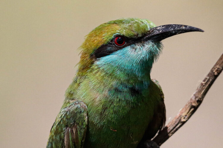 Small green bird with blue neck sitting on tiny branch