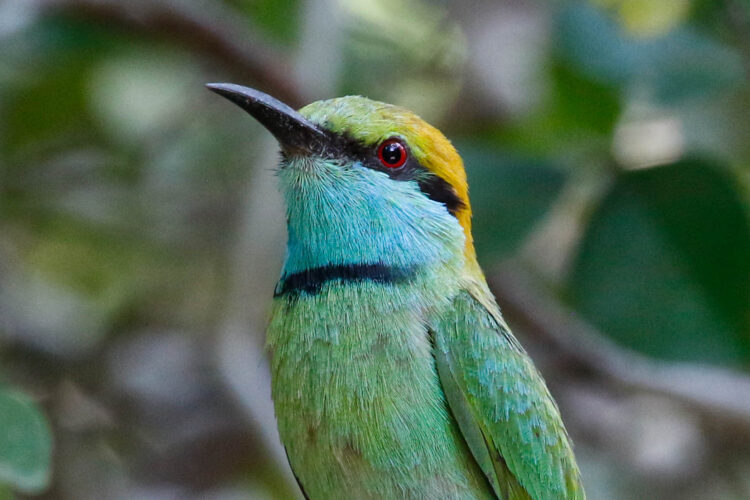 Small bird with green body, blue neck and yellow head