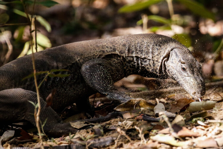 Komodo dragon hidden in vegetation walking on ground