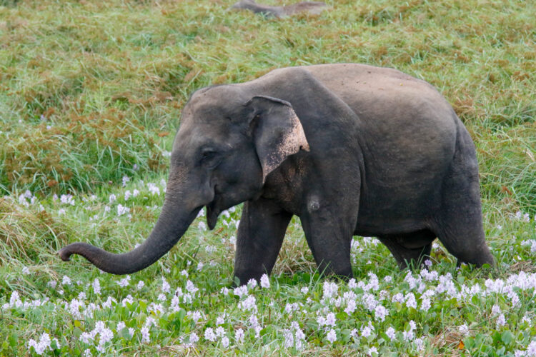 Grey elephant in grass field with white flowers