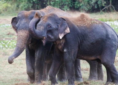 Two grey elephants playing with dirt right up against each other