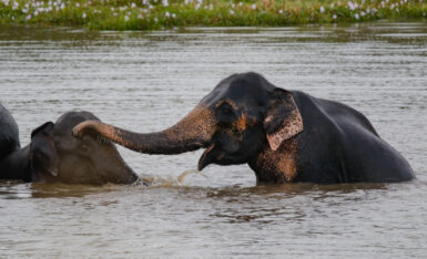 Two grey elephants in water