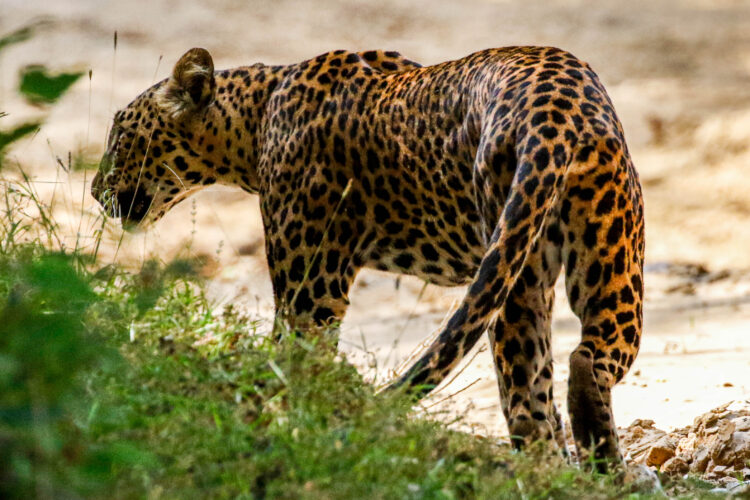 Spotted leopard walking away