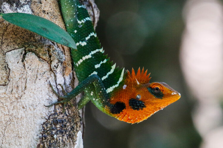 Gecko with green body, white stripes and orange head crawling on tree trunk