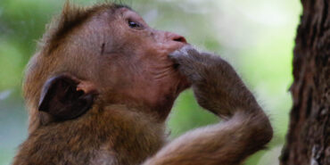 Wildlife and Biodiversity