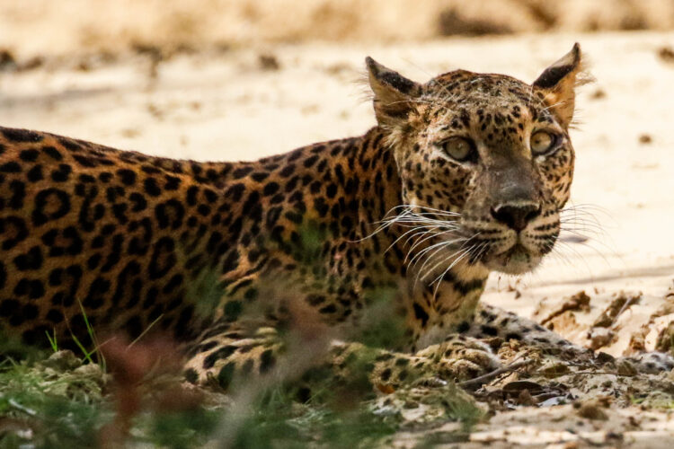 A spotted leopard lying on the dirt ground in the shade
