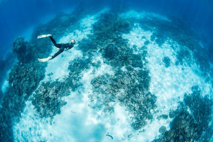 Volunteer swimming Great barrier reef