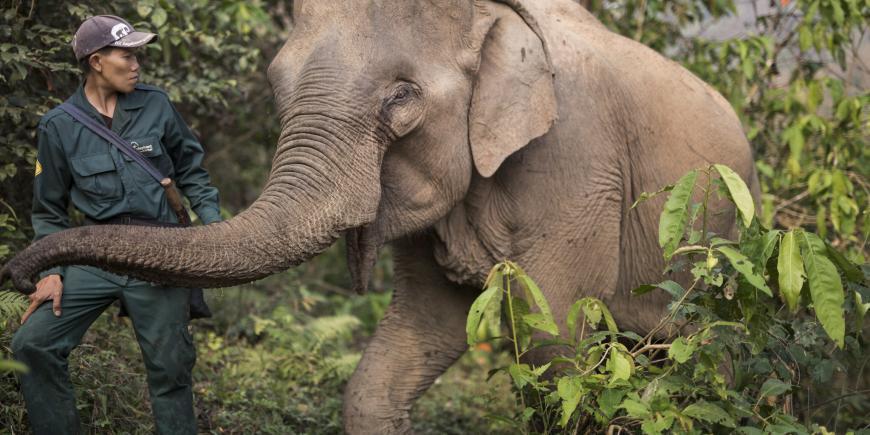 Elephant and Mahout in Laos