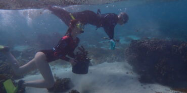 Volunteers diving under water with corals in a bucket
