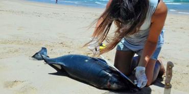 Volunteer researching dolphin carcass on Plettenberg Bay beach