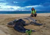 Ocean Spirits Leatherback Sea Turtle Volunteer Project, Grenada