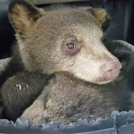 Intern with rescued bears in Canada