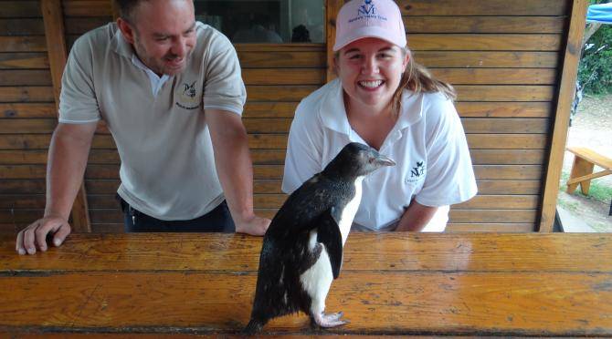 Volunteers with rescued penguin at Nature's Valley