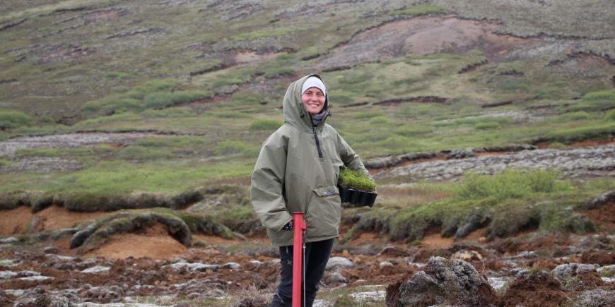 Volunteer planting saplings in Iceland
