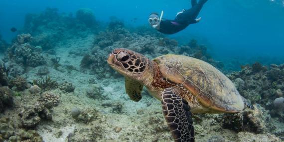 Volunteer swimming with sea turtle in Australia