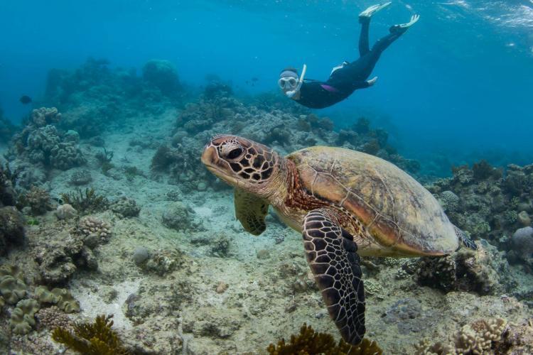 Volunteer swimming with sea turtle in Australia