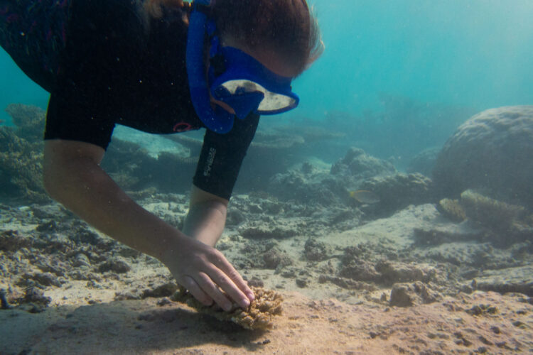 Volunteer diver under water placing coral on sea floor