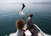 Dolphin Research Volunteer Project, Greece