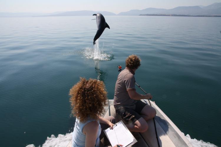 Volunteers watching dolphin jumping in Greece