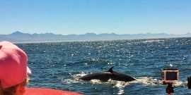 Volunteers whale watching in South Africa