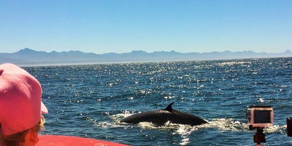 Volunteers whale watching in South Africa