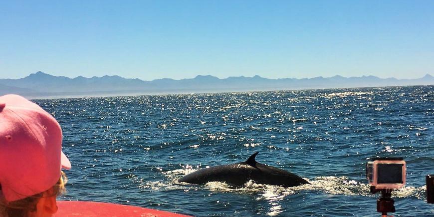Volunteers whale watching in South Africa