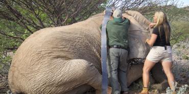 Elephant capture in Namibia