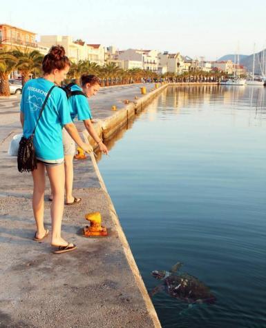 Volunteers observing sea turtle in Argostoli harbour