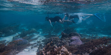 Volunteers snorkelling under water over coral reef