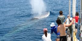 Volunteers watching a fin whale in Italy
