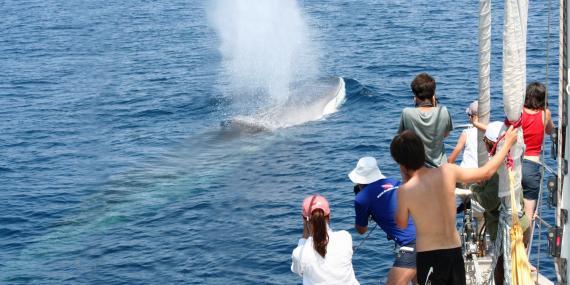Volunteers watching a fin whale in Italy
