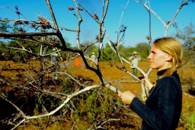 Volunteers in the bush in Botswana