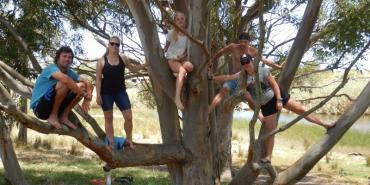 Volunteers climbing a tree