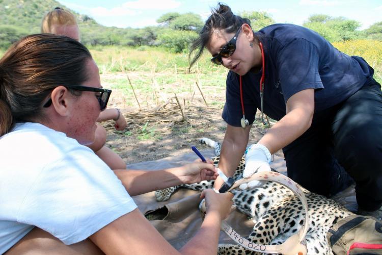 Leopard conservation in Namibia