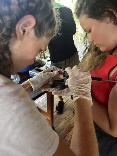 Two volunteers holding a small sea turtle while measuring it