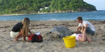 Volunteers doing nest extraction Grenada