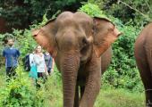 Elephant Sanctuary Volunteer Project, Cambodia