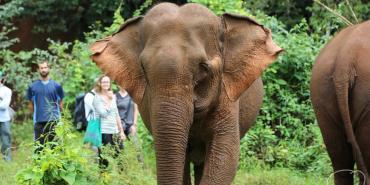 Volunteers observing elephants in forest