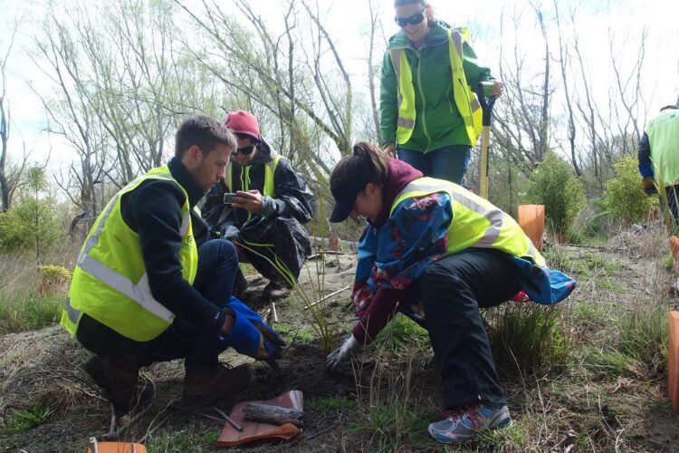 Volunteers squatting lower to the ground while planting tree seedling into the soil
